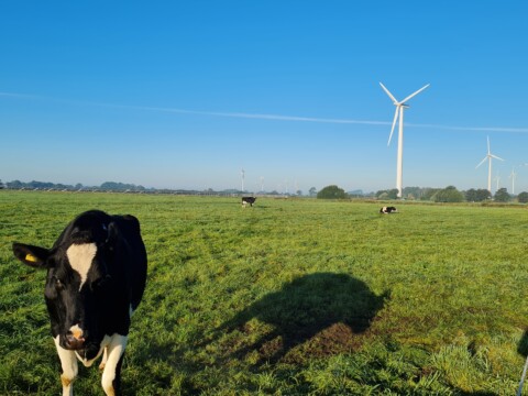 Kuh auf Wiese mit Windrad im Hintergrund