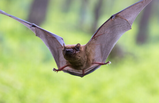 Großer Abendsegler eine Baumfledermaus im Wald