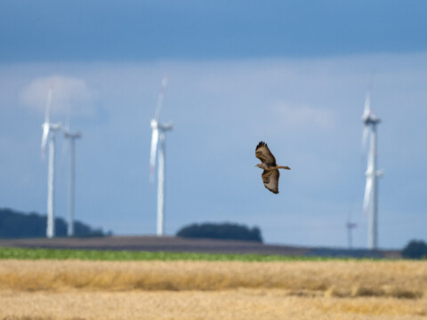 Greifvogel vor Windenergieanlage