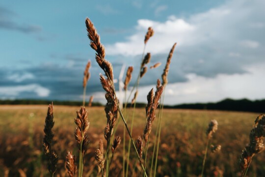 Getreide vor Himmel