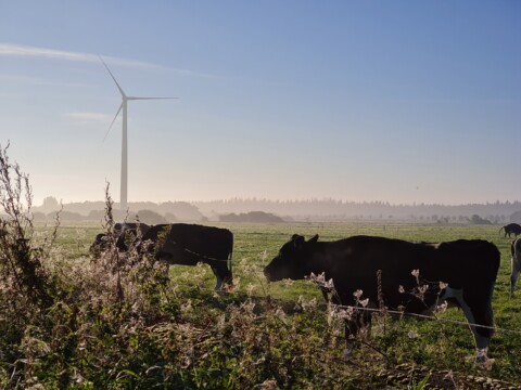 Kuehe auf der Weide und ein Windrad