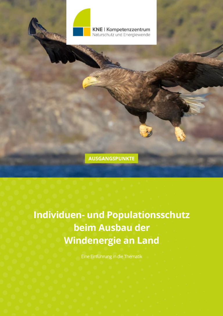 Seeadler im Flug