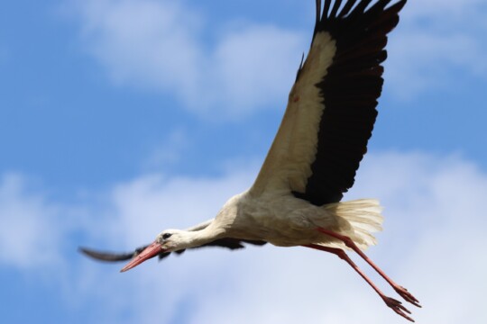 Weissstorch im Flug