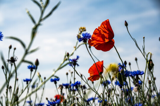 Wiese mit Kornblume und Mohn