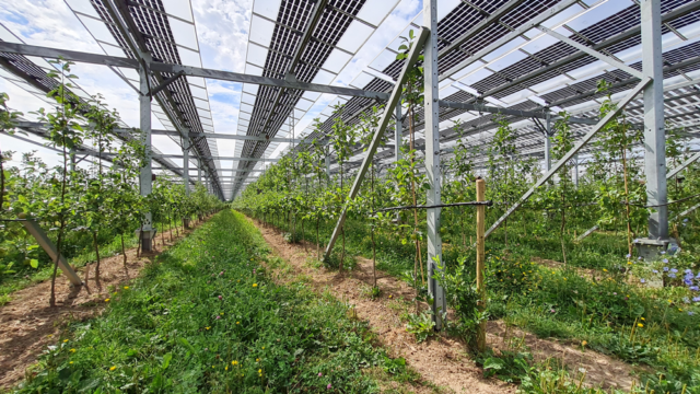 KNE-Tour: Impressionen vom Besuch des Forschungsprojektes »APV-Obstbau« des Fraunhofer ISE: Agri-Photovoltaik und ökologischer Obstanbau, Fotos: © Anke Ortmann, KNE gGmbH