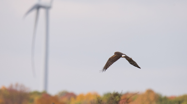 Greifvogel vor Himmel und Windrad