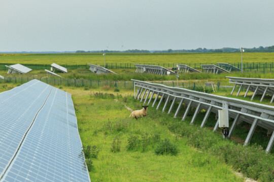 Solarpark mit Wiese und Schaf