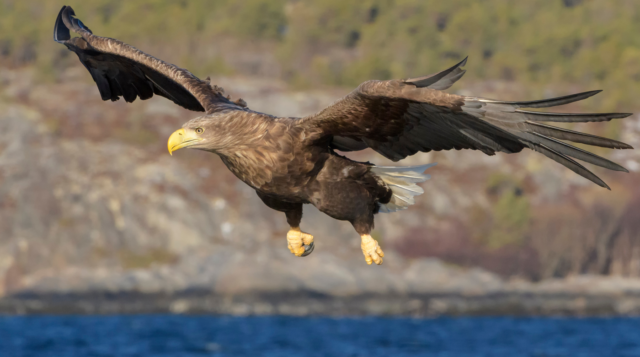 Seeadler im Flug, Foto: © andreanita - adobe.stock.com