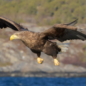 Seeadler im Flug