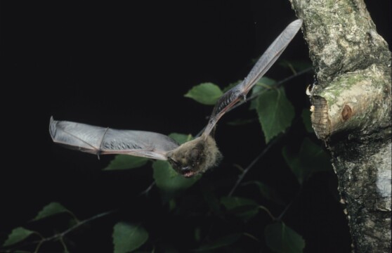 Rauhatufledermaus im Flug, Foto Dietmar Nill