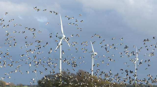 Voegel im Flug vor Windenergieanlagen, © Roland T Frank – stock.adobe.com