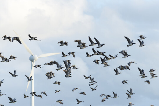 Deutschland, Niedersachsen, Krummhörn, Windenergieanlage.Weißwangengans (Branta leucopsis), auch als Nonnengans bezeichnet.