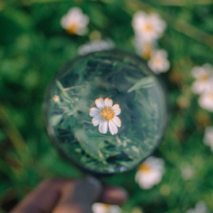 Blume mit Wiese