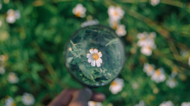 Blume mit Wiese