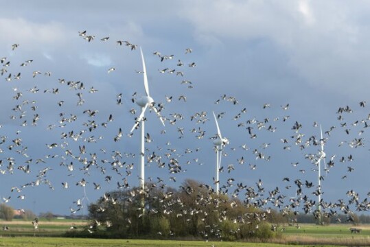 Vogelschwarm vor Windrädern und Himmel mit Wiese