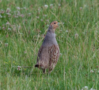 Rebhuhn in Wiesenlandschaft