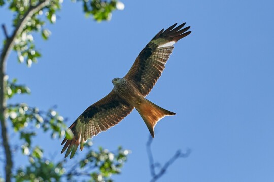 Rotmilan im Flug