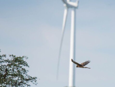 Raptor Bird in Flight