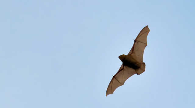 Fledermaus - Abendsegler ©JuergenL - adobe.stock.com