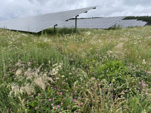 Solarmodule auf einer Wiese