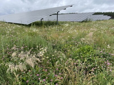 Solarmodule und Pflanzen im Vordergrund