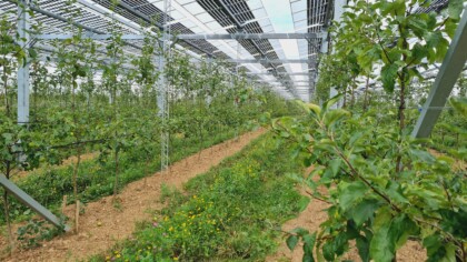 Solarmodule und Obstbäume darunter