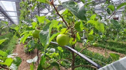 Solarmodule und Obstbäume darunter