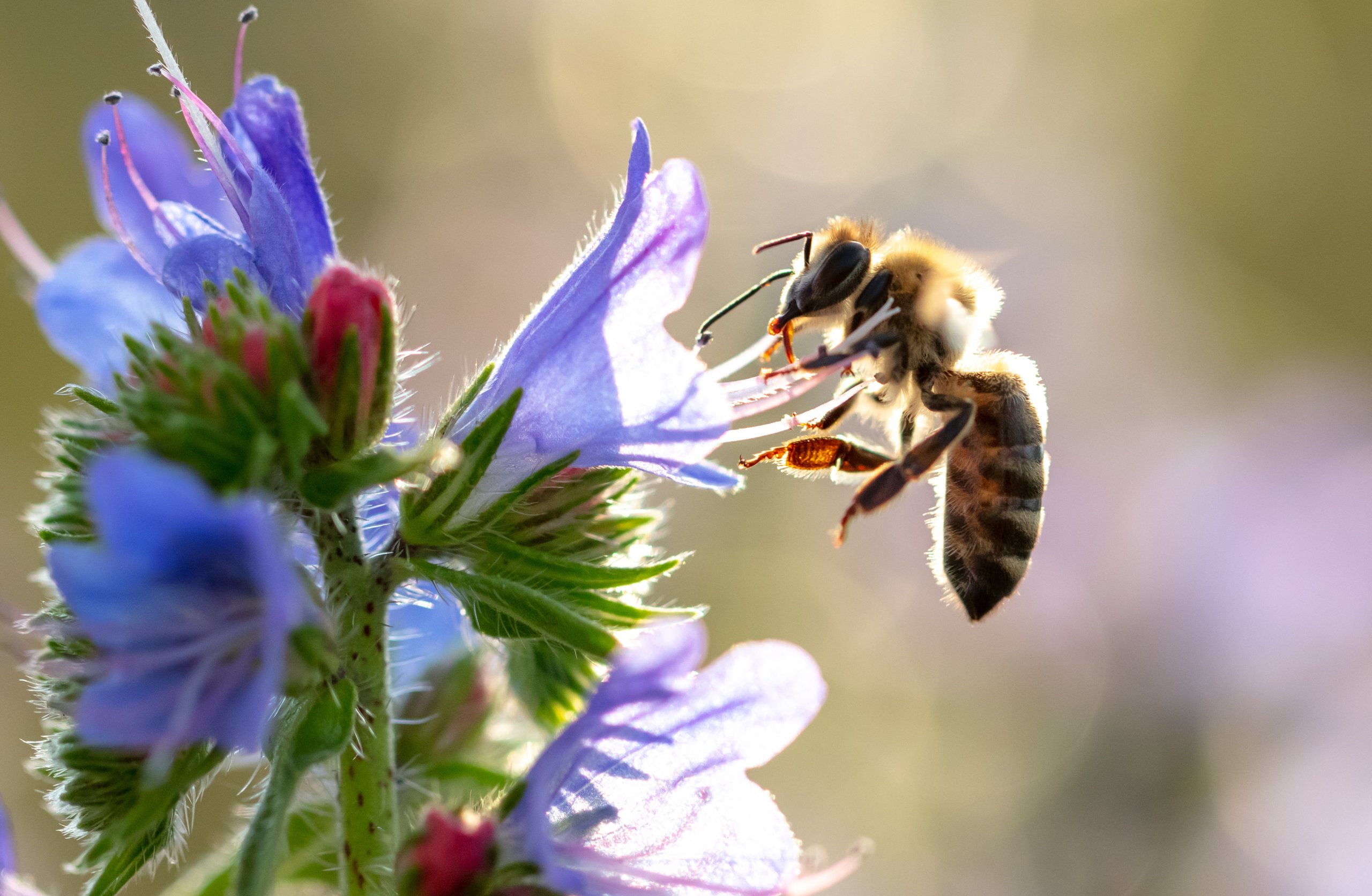Biene sitzt auf Bluete